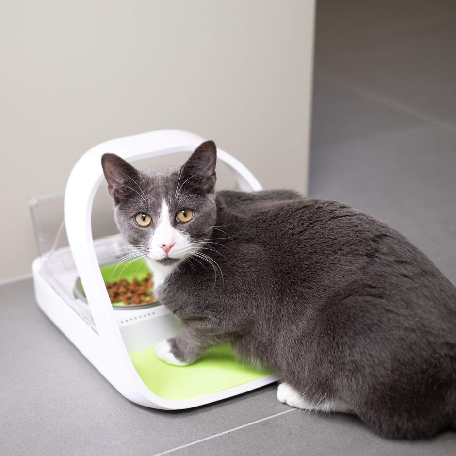 Surefeed connected pet feeder cheap